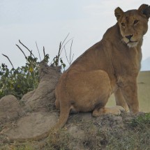 Watching Lioness